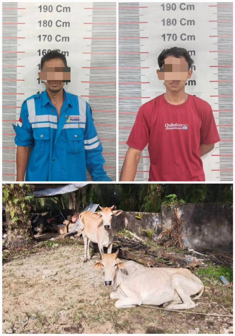 Polsek Besitang Tangkap 2 Tersangka  Pencuri Sapi