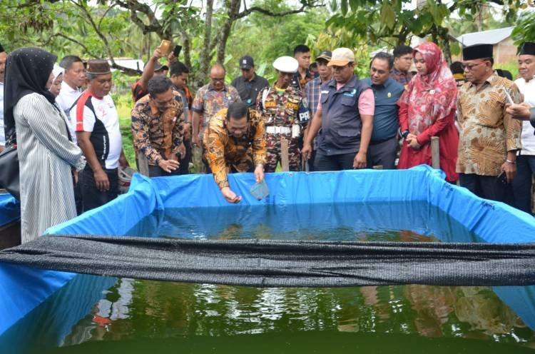 Wali Kota Padangsidimpuan Tabur 30 Ribu Bibit Ikan Lele ke Kolam-kolam Pembesaran