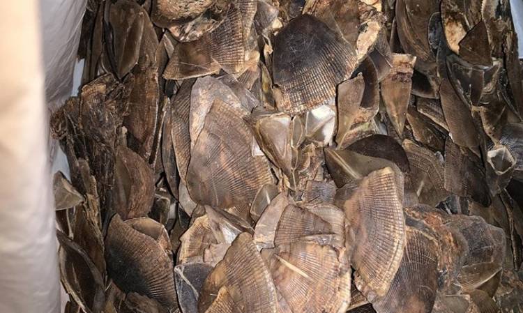 Terungkap Dalam Sidang, Sisik Trenggiling Diambil dari Kejaksaan