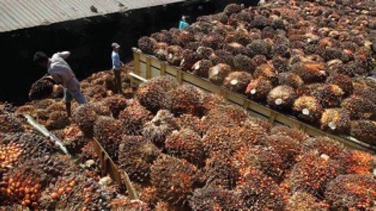 Musim Trek, Produksi Sawit Petani di Labusel Menurun