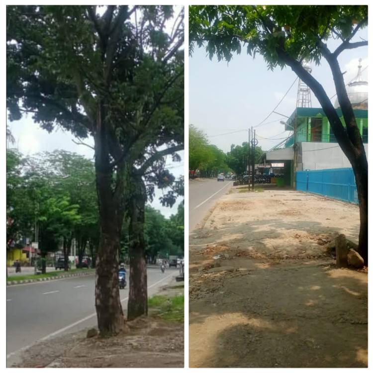 2 Batang Pohon Kota  di Jalan Asrama Medan Helvetia Ditebang
