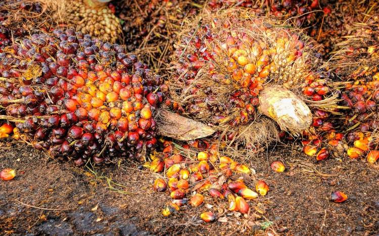 Harga Tandan Buah Sawit Mempengaruhi Daya Beli Masyarakat