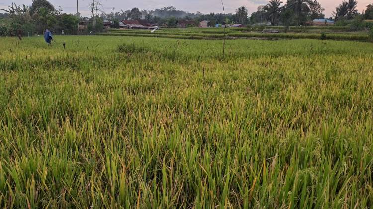 Puluhan Hektare Tanaman Padi Rusak, Petani di Nagori Siborna Gagal Panen