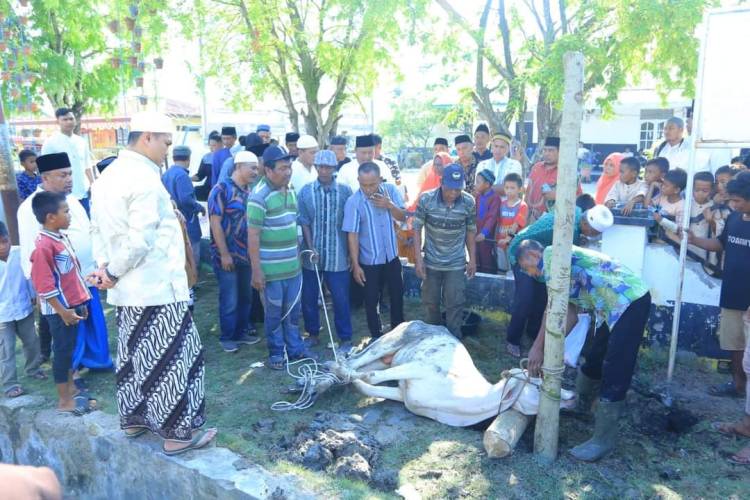 Idul Adha 1444 H, Pemkab Labura Kurban 78 Ekor Sapi