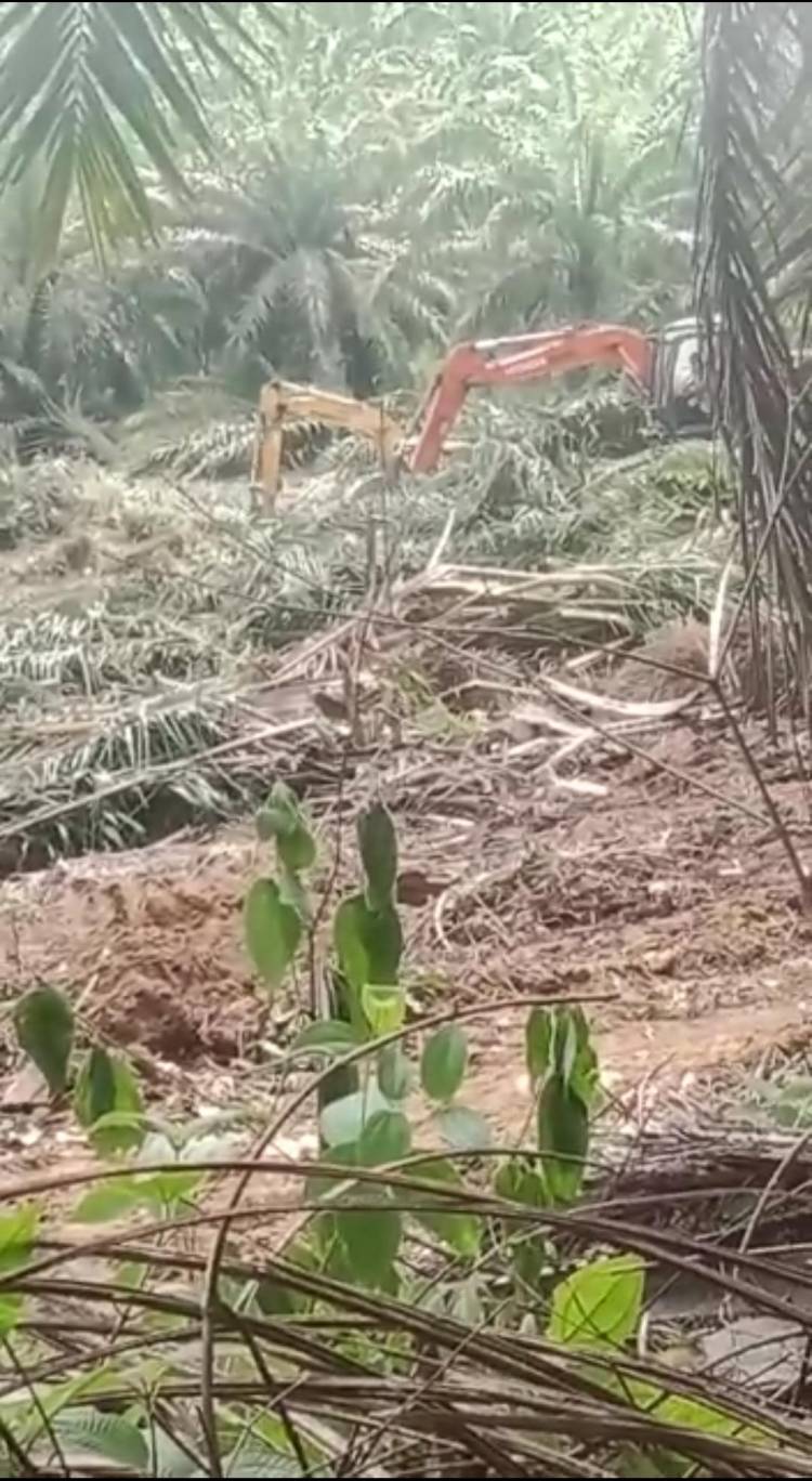 PT SSL Tumbangkan Puluhan Ha Tanaman Sawit di Palas, Warga Petani Mengaku Rugi Rp 20 Miliar