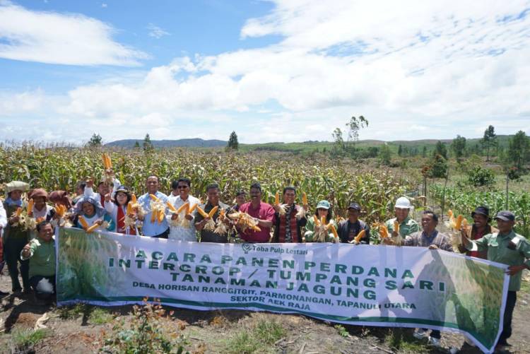 TPL Panen Perdana Jagung Program Intercrop di Parmonangan