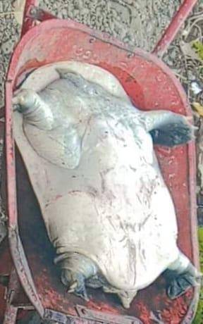 Ketua Nelayan Minta APH Amankan OTK Penabur Labi-labi di Danau Toba