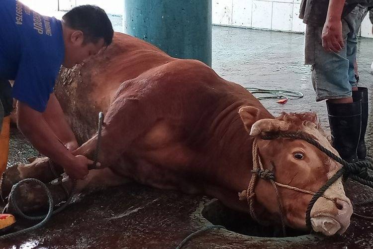 RPH Pematangsiantar Sembelih Sepuluh Ekor Sapi Setiap Hari