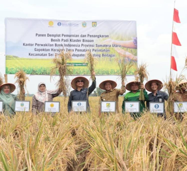 Panen Padi, Pemkab Sergai-BI Perwakilan Sumut Sinergi Kendalikan Inflasi