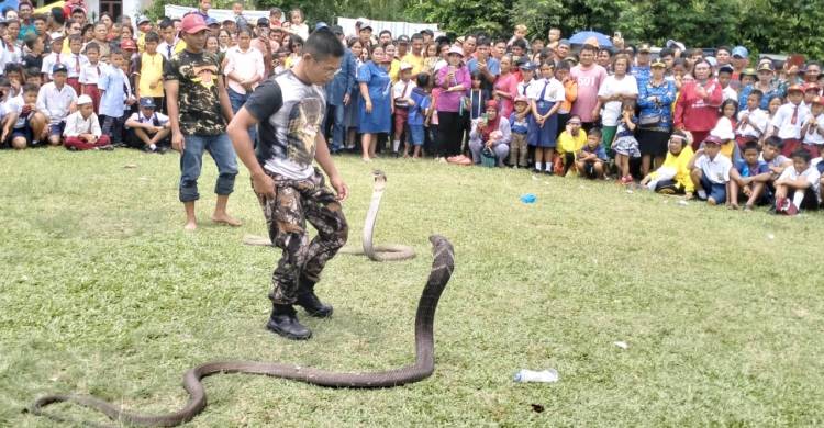 Upacara HUT ke-78 RI Dimeriahkan Atraksi Ular King Cobra di Karo
