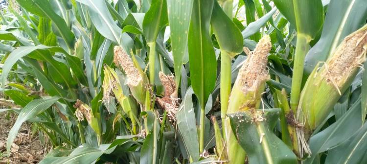 Petani Jagung di Karo Terancam Gagal Panen Akibat Serangan Hama Tikus