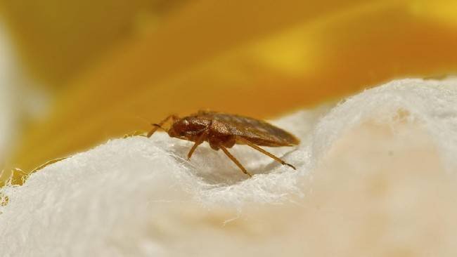 Pemprov DKI Diminta Waspadai Wabah Kutu Busuk