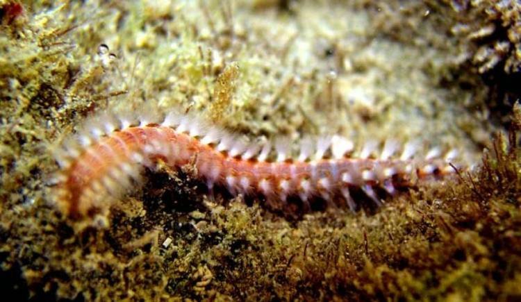 Cacing Laut Berpotensi Merevolusi Dunia Kedokteran