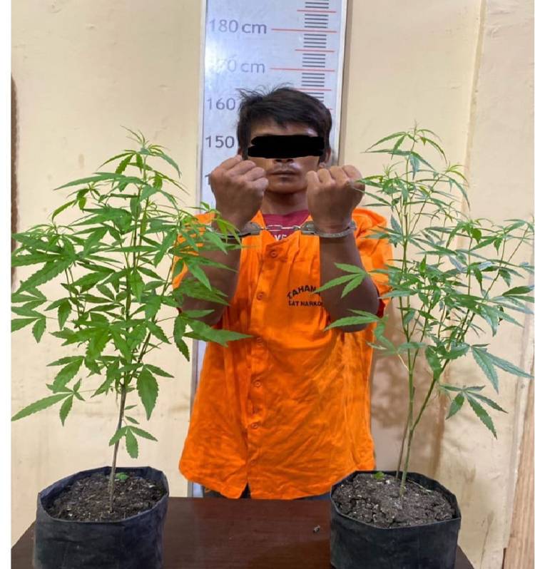 Tanam Ganja di Rumah, Seorang Pria Ditangkap Polres Langkat