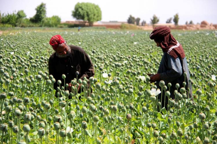Geser Afghanistan, Myanmar Kini Jadi Produsen Opium Terbesar Dunia