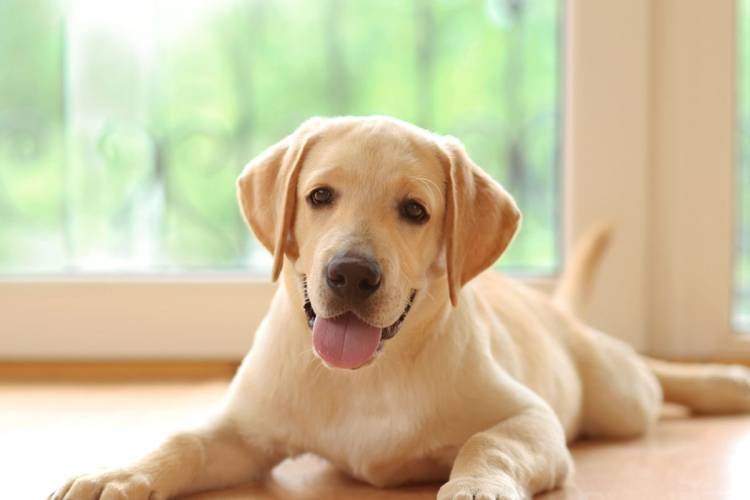 Ilmuwan Ciptakan Obat Panjang Umur untuk Anjing