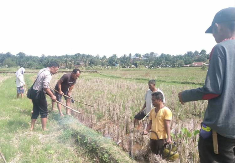 Bhabinkamtibmas Bripka R Pangaribuan Berburu Tikus Bersama Petani
