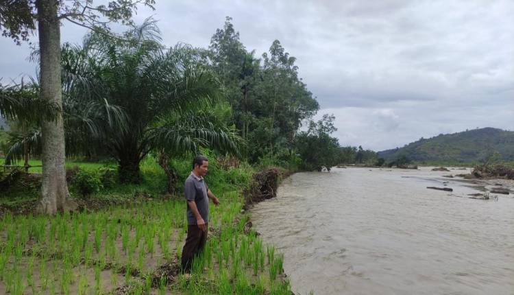 Ratusan Hektare Sawah Berubah Menjadi Sungai Barumun