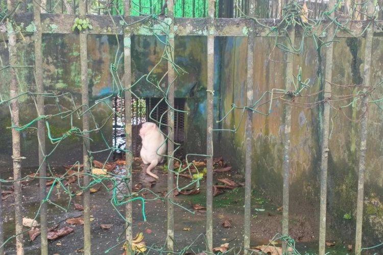 Medan Zoo Terbengkalai dan Memprihatinkan: 70 Persen Kandang Rusak, Utang untuk Pakan