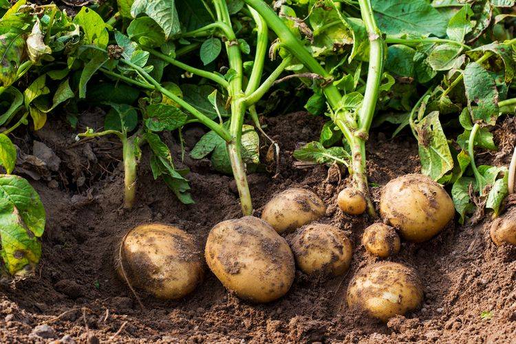 Tomat dan Kentang Rentan Terserang Penyakit Busuk Daun