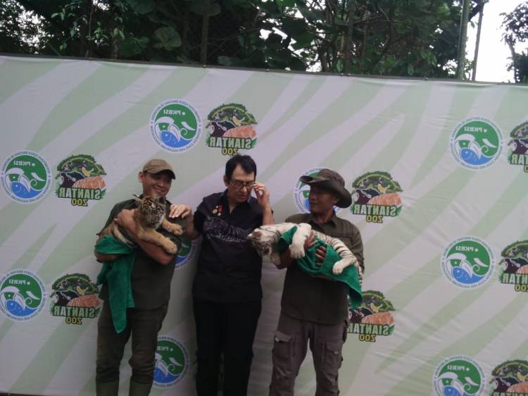 THPS Perkenalkan Dua Bayi Harimau Benggala