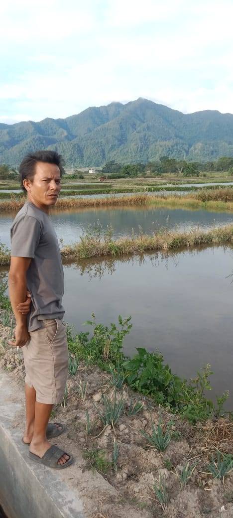 Jelang Musim Tanam, Petani Toba Harapkan Tak Terjadi Kelangkaan Pupuk
