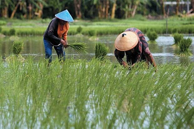 Pemerintah Lanjutkan Bantuan Rp8 Juta Per Ha untuk Petani Gagal Panen