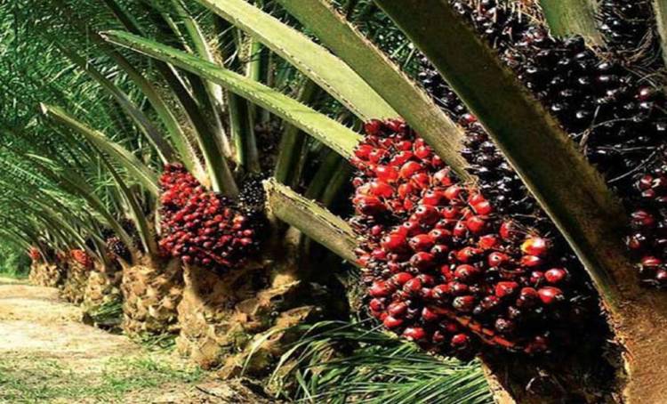 Harga TBS Kelapa Sawit Naik di Tanahjawa Simalungun