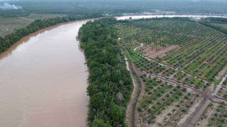 60 Persen Lahan Mangrove &ldquo;Disulap&rdquo; Jadi Kebun Sawit Harus Diselamatkan