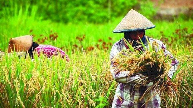 Petani Sebut Biaya Produksi Padi Lebih Besar Dibanding Jagung