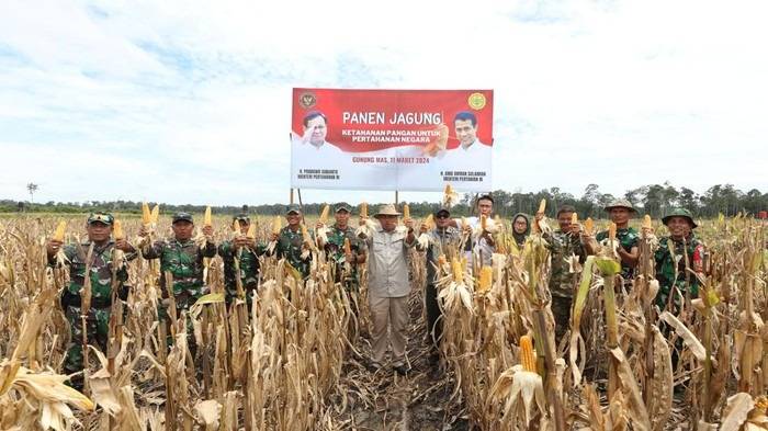 Kemhan Panen Raya Jagung di Lahan Food Estate Gunung Mas Kalteng