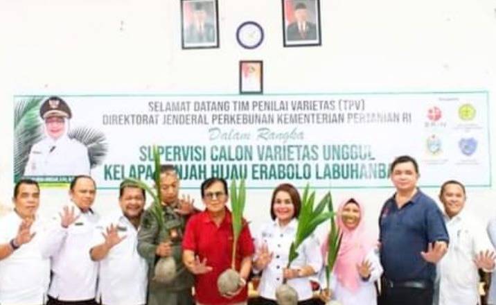 Kelapa Genjah Hijau Komoditi Unggulan Labuhanbatu, Hak Patennya Segera Disidangkan di Jakarta