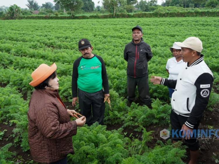 Bupati Karo Imbau Petani Gunakan Bibit Wortel Varietas Gundaling