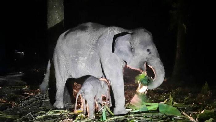 Anak Gajah Sumatera Lahir di Riau