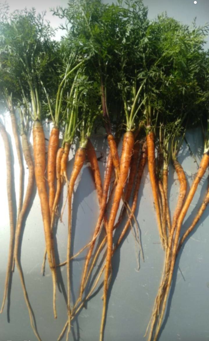 Ratusan Hektar Tanaman Wortel di Karo Gagal Panen Akibat Beredarnya Benih Palsu