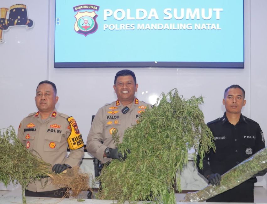 Polres Madina Temukan Ladang Ganja Seluas 1,5 Hektar di Pegunungan Tor Shite