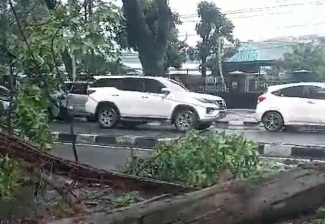 DPRD SU Desak Dinas Kebersihan dan Pertamanan Rutin Cek Keberadaan Pohon di Kota Medan