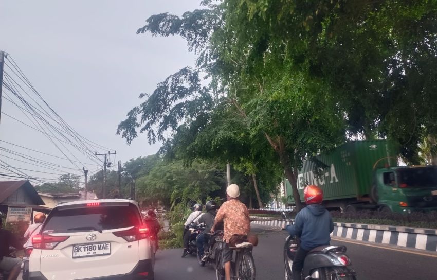 Pohon di Jalinsum Depan Kantor Bupati Deliserdang Tumbang, Lalin Sempat Macet