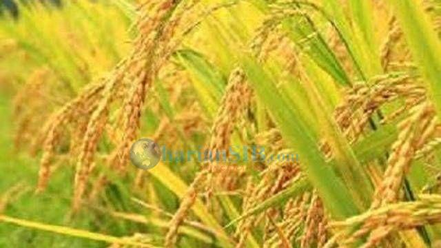 Januari-Maret, Produksi GKG di Sumut Capai 820 Ribu Ton Lebih