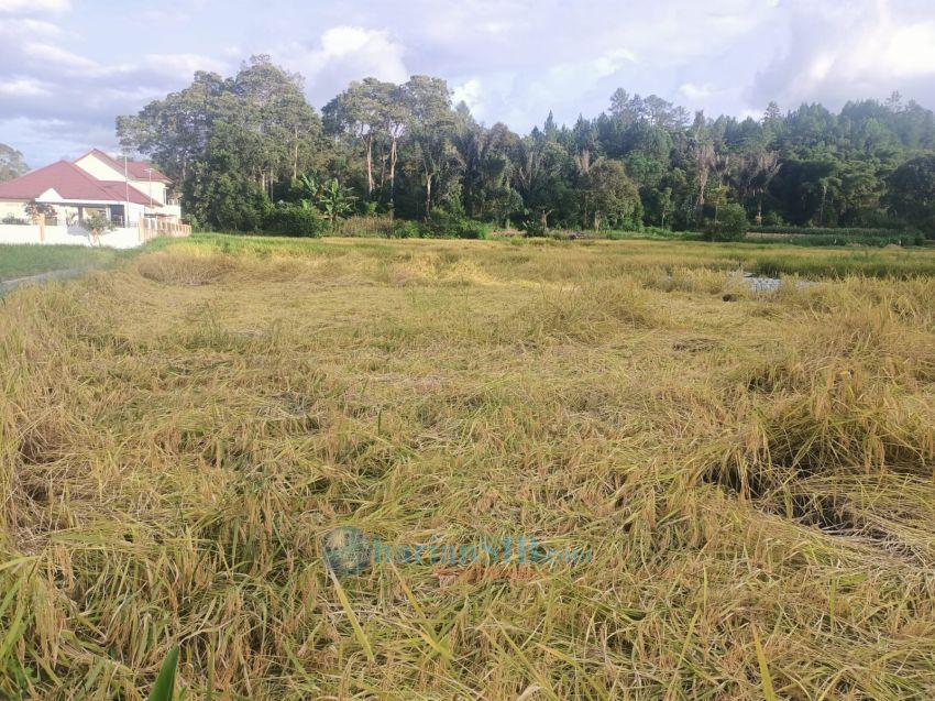 Intensitas Hujan Tinggi, Padi Siap Panen di Taput Rusak