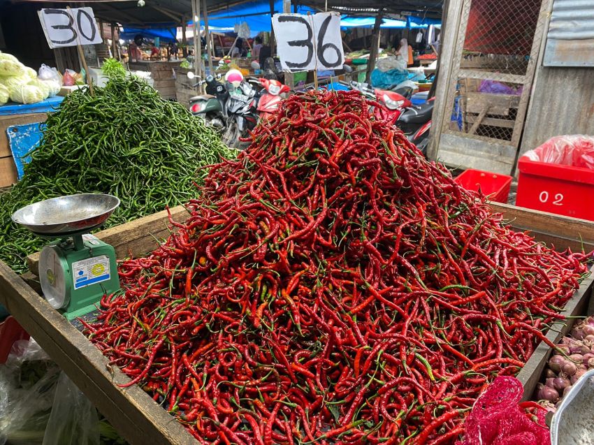 Produksi Cabai Merah Sumut 66.800 Ton, Sumut Surplus 23.358 Ton