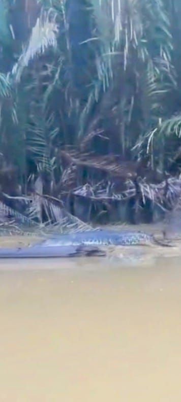 Viral Penampakan Buaya di Medang Deras Batubara