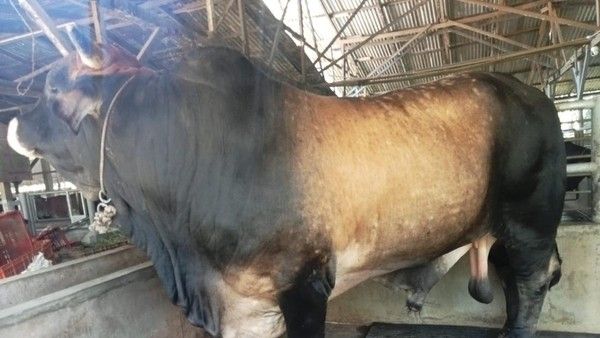 Masjid Perjuangan 45 Medan Dapat Sumbangan Sapi Seberat 850 Kg dari Jokowi