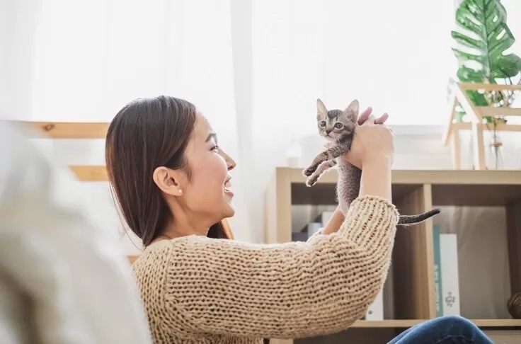 Singapura Terapkan Aturan Kepemilikan Kucing