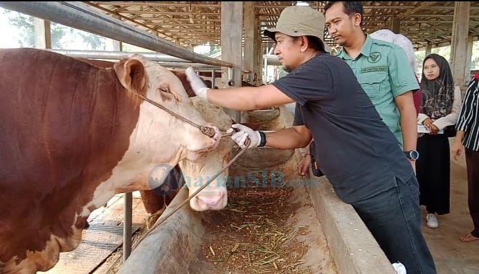 PDHI Sumut Apresiasi Kualitas Sapi di Tabebuya Farmland