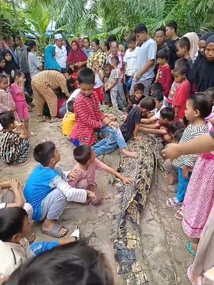 Buaya Berukuran 4 Meter Ditangkap Warga di Kampung Mesjid