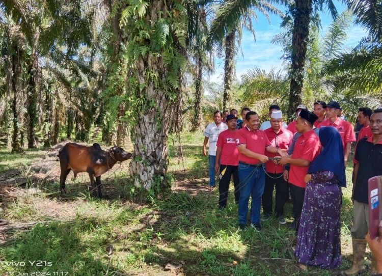 Peringati Idul Adha, DPD PDIP Sumut Laksanakan Kurban Diberbagai Tempat