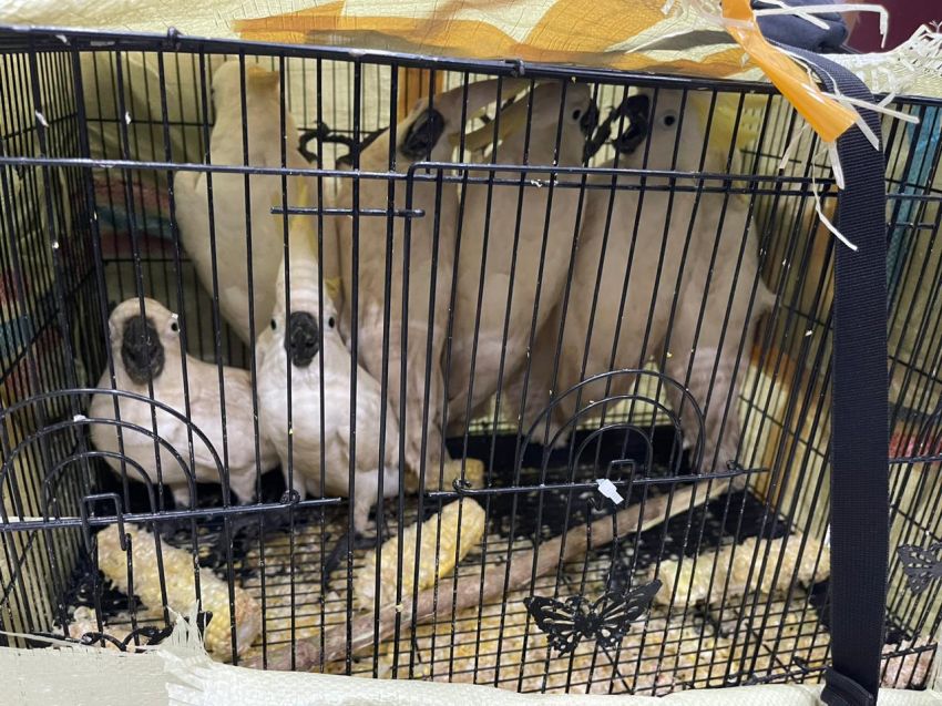 Polda Sumut Berhasil Selamatkan 7 Ekor Kakak Tua Jambul Kuning