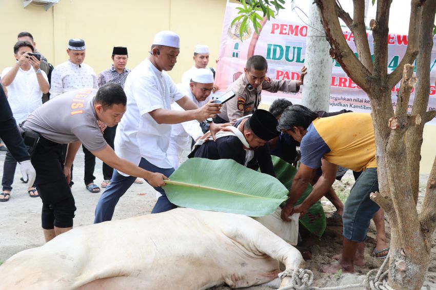 Idul Adha, Polres Tanjungbalai Sembelih 9 Sapi Dan 4 Kambing