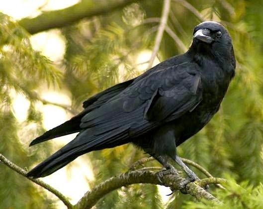 Misteri Burung Gagak: Makhluk Mistis Pembawa Pesan dari Alam Gaib !